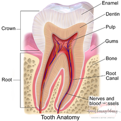 DIY Dental Care ? Use Charcoal Powder With Caution 1 Blausen 0863 ToothAnatomy 02