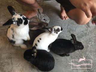 1st and only Rabbit Cafe in Bangkok Rabbito Cafe 1 dce7d15e 1e9f 4af8 aa69 9300bbcd251f 1