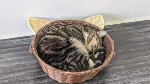 Adorable cat in cat shape basket