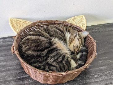 A cat sleeping in a basket.
