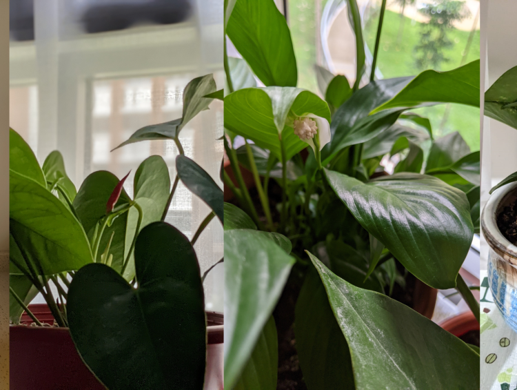 Indoor Plants That Thrive in Airconditioned Homes 1 lily