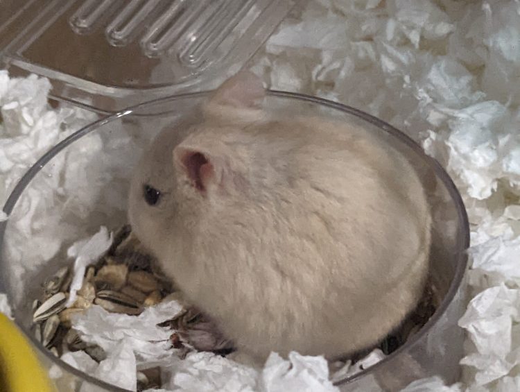 Mistakes I Made as a New Hamster Owner 1 a small hamster in a bowl on top of shredded paper