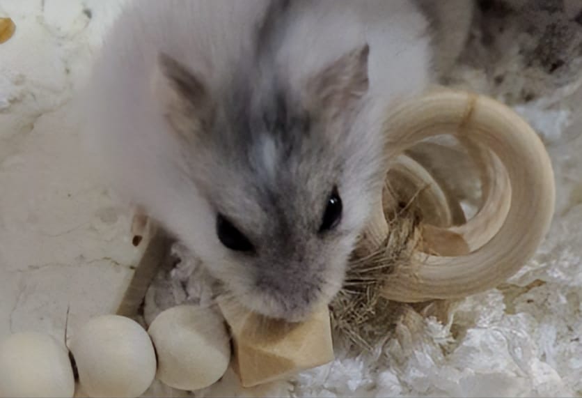 Female Dwarf hamster with boredom breaker toy