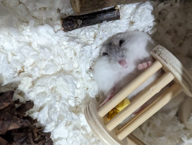Why Boredom Breakers are Important for Hamsters 1 a small hamster sitting in a wooden chair