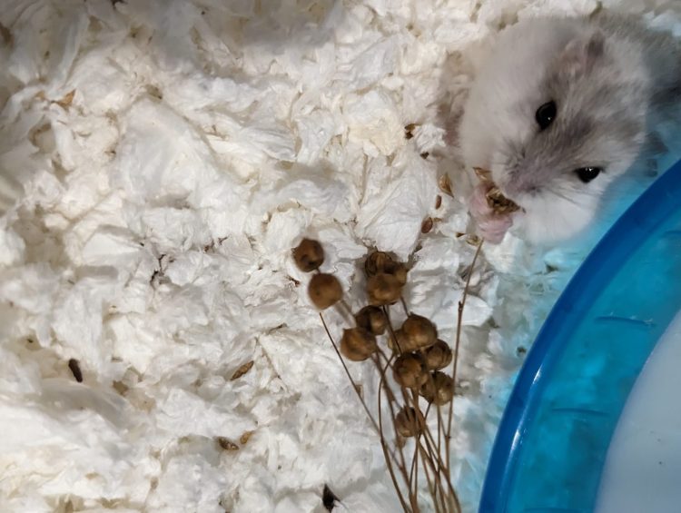 Bao Bei The Dwarf Hamster's First Week Home 1 hamster eating spray behind a wheel