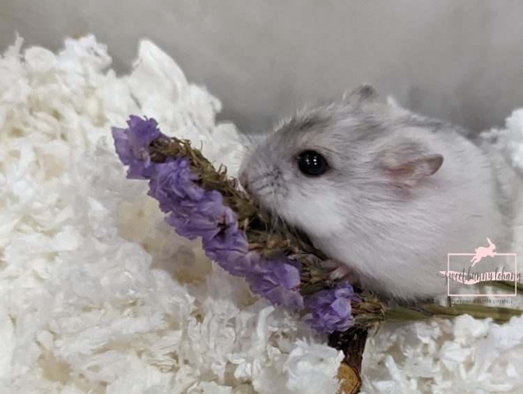 How to Care for a Dwarf Hamster: Tips from Dr. Rina 1 how to care for dwarf hamsters